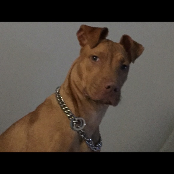 Meet your Posher, Nancy - Picture 2 of 8